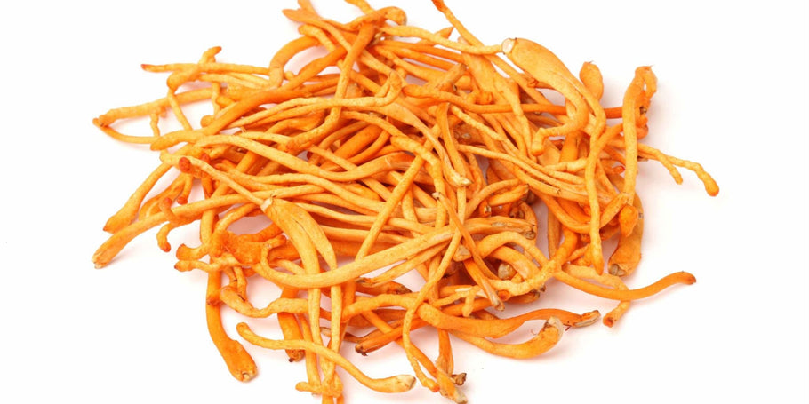 Cordyceps Mushrooms UK